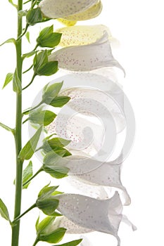 White flower bell