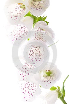 White flower bell