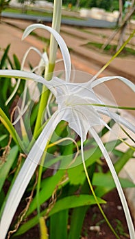 White Flower beutyful