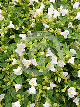 White flower in bkk photo