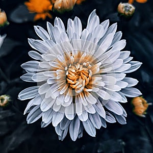 White Flower, Black Preset,India photo