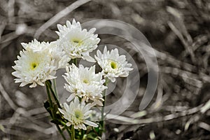 White flower bloom and blur grass