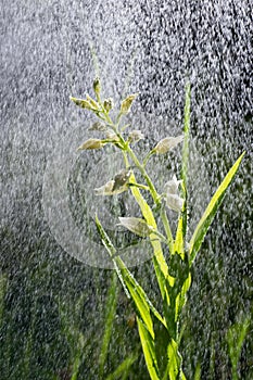 White flower bloom in the pouring rain like snowing. Blooming blossom and water drops like snow. Narrow-leaved Helleborine or