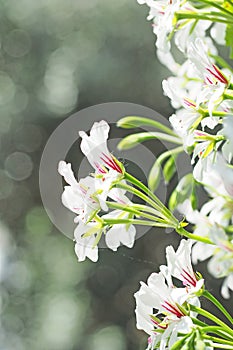 White flower blooming with green leaf background