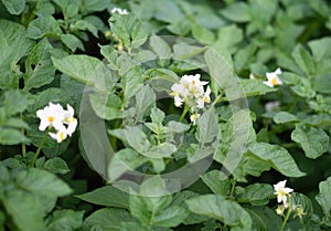 White flower of blooming potato plant. Beautiful white and yellow flowers of Solanum tuberosum in bloom growing in homemade garden