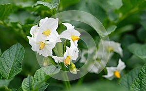 White flower of blooming potato plant. Beautiful white and yellow flowers of Solanum tuberosum in bloom growing in homemade garden