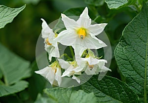 White flower of blooming potato plant. Beautiful white and yellow flowers of Solanum tuberosum in bloom growing in homemade garden