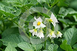 White flower of blooming potato plant. Beautiful white and yellow flowers of Solanum tuberosum in bloom growing in homemade garden