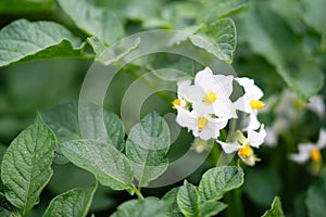 White flower of blooming potato plant. Beautiful white and yellow flowers of Solanum tuberosum in bloom growing in homemade garden