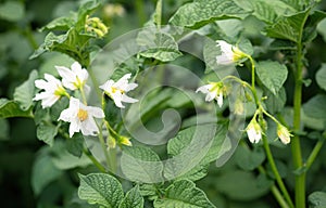 White flower of blooming potato plant. Beautiful white and yellow flowers of Solanum tuberosum in bloom growing in homemade garden
