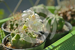 White flower blooming on top Gymnocalycium cactus in pot
