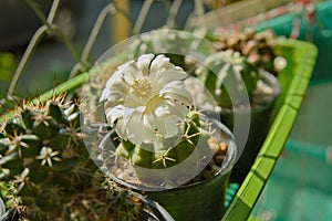 White flower blooming on top Gymnocalycium cactus in pot