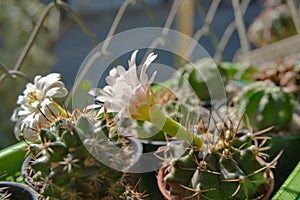 White flower blooming on top Gymnocalycium cactus in pot