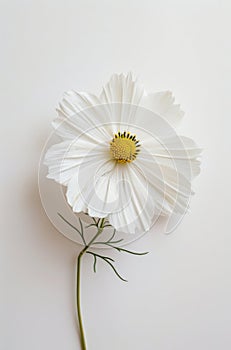 White Flower Blooming With Yellow Center