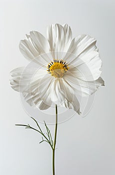 White Flower Blooming With Yellow Center