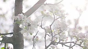 White flower blossom of apple garden in spring mountain