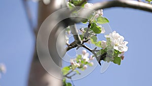 White flower blossom of apple garden in spring mountain