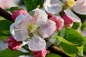 White Flower Blossom on Apple Tree 06