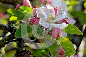 White Flower Blossom on Apple Tree 08