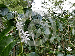 white flower blossom of coffee plant, arabica coffea cultivation