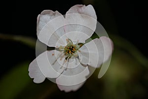 White flower blossoming close up Prunus cerasifera family rosaceae botanical big size print