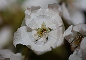 White flower blossoming close up Prunus cerasifera family rosaceae botanical big size print