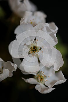 White flower blossoming close up Prunus cerasifera family rosaceae botanical big size print