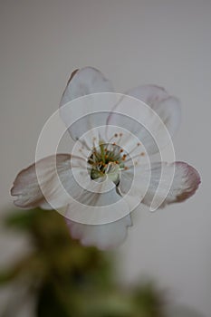 White flower blossoming close up Prunus cerasifera family rosaceae botanical big size print