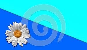 White flower on the blue