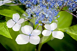 White flower with blue buds in nature