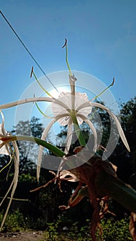 White Flower and blue sky