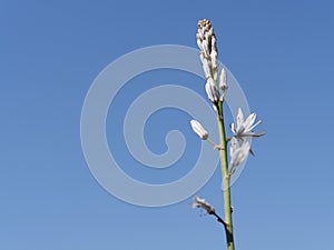 White flower on blue sky photo