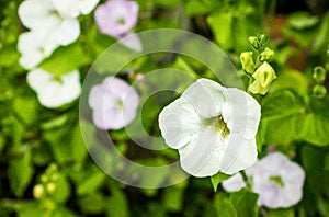 White flower with blurred background photo