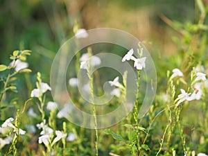 White flower  blurred of nture background