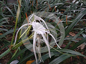 White flower at botanical garden. Ornamental plant around us