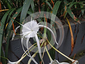 White flower at botanical garden. Ornamental plant around us