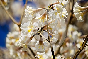 White flower branch