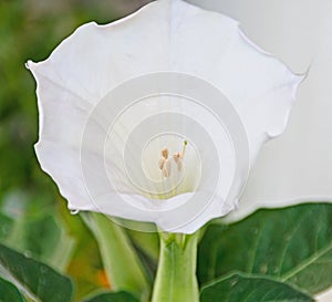 White flower Brugmansia, Angel's trumpets, close up
