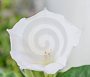 White flower Brugmansia, Angel's trumpets, close up