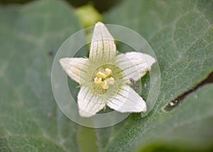 White flower of Bryonia dioica on shady slope.