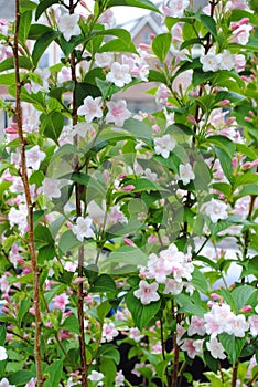 White flower bud   on the flower show