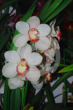 White flower bud on the flower show