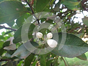 White flower bud of lemon plant