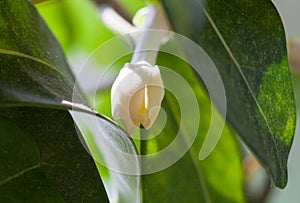 White flower bud of stephanotis