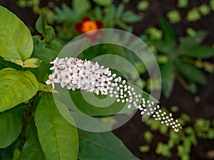 White flower of buddleia closeup photo