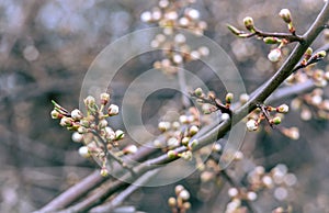 White flower buds on apple tree in early springtime.