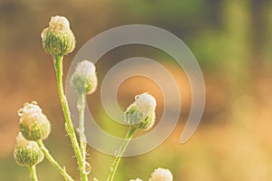 White flower buds at sunset. Spring season background. Bright tones