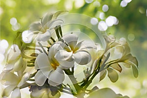 White flower bunch plumeria or frangipany in tree bokeh for summer background