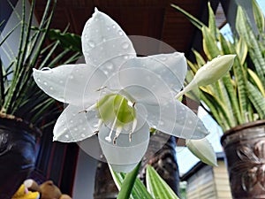 White Flower In Bunga