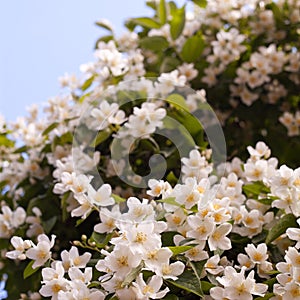 White flower bush